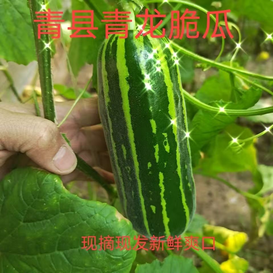 河北青龙菜瓜脆瓜水果酥瓜特产直销生吃无糖烧瓜花皮脆非玉女甜瓜
