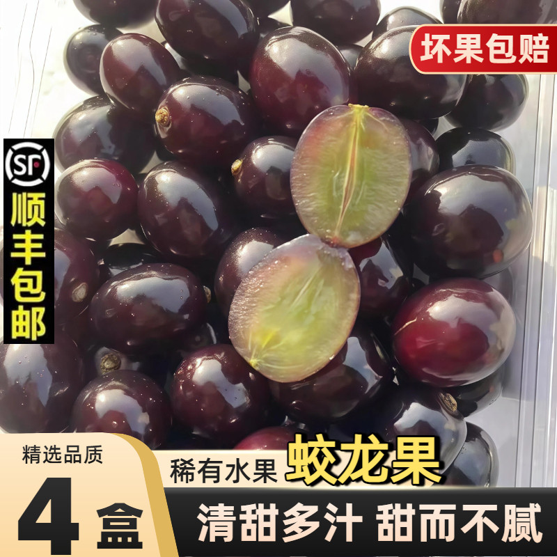 【顺丰包邮】现摘新鲜黑珍珠蛟龙果葡萄非嘉宝果树葡萄图片
