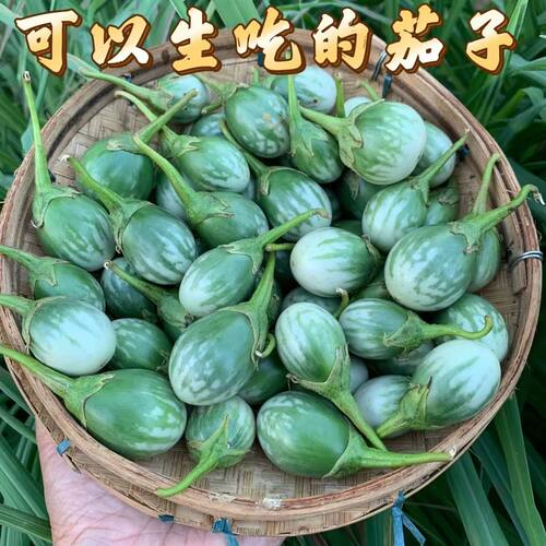 泰国品种圆茄沙拉小茄子