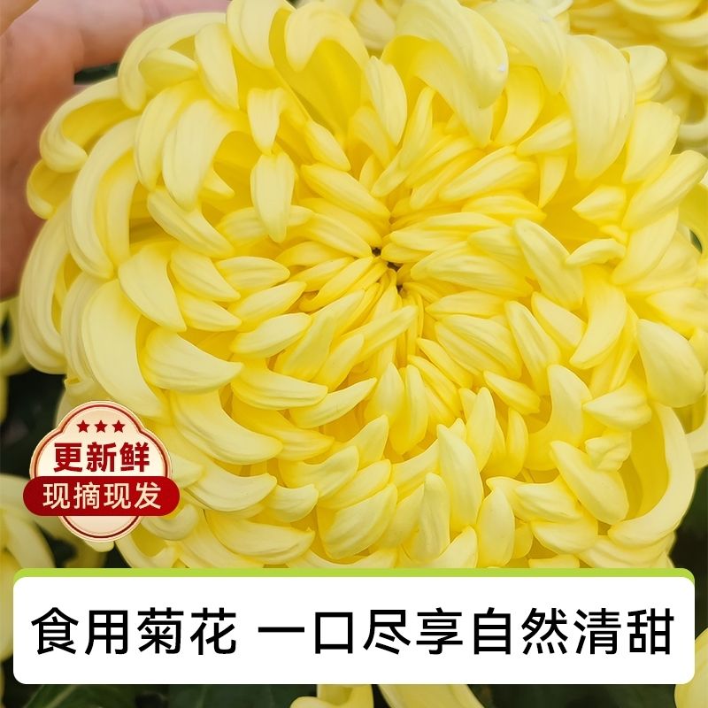 中山新鲜食用菊花可生吃稀有黄色糖心菊沙拉蔬菜酒楼高端食材整朵