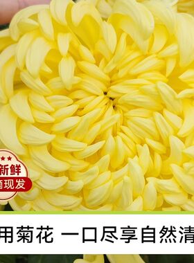 中山新鲜食用菊花可生吃稀有黄色糖心菊沙拉蔬菜酒楼高端食材整朵