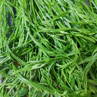 云南臭菜羽叶金合欢500g德宏傣族绿叶宴帕哈炒鸡蛋重口