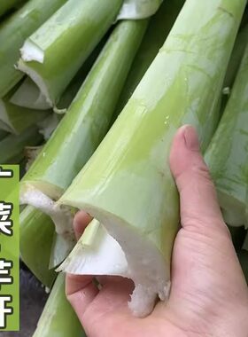 广西蔬菜新鲜现摘产地直发芋苗杆