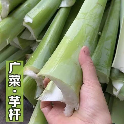 广西蔬菜新鲜现摘产地直发芋苗杆