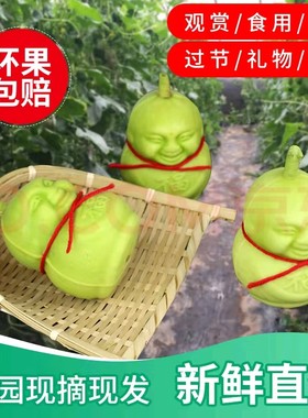 人参娃娃果 福娃人参果水果人形长寿果贡果甜瓜节日礼品罕见水果