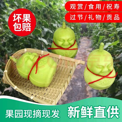 人参娃娃果 福娃人参果水果人形长寿果贡果甜瓜节日礼品罕见水果