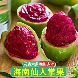 现摘海南仙人掌果鲜果实5斤大果新鲜现摘野生仙桃应当季热带水果