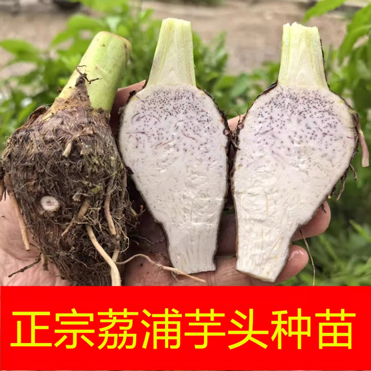 正宗广西荔浦芋头种苗新鲜香芋种植苗现挖小芋艿紫藤芋头种子现挖