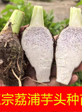 正宗广西荔浦芋头种苗新鲜香芋种植苗现挖小芋艿紫藤芋头种子现挖