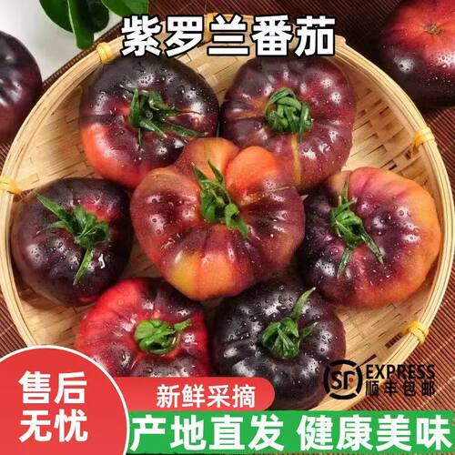 番茄紫罗兰番茄蔬菜孕妇水果代餐