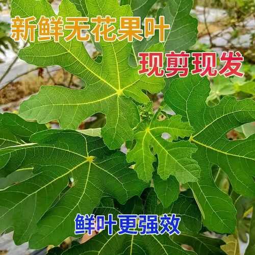 新鲜无花果叶子药用zhi疮熏洗现摘现发树叶500g保鲜产后坐浴包邮