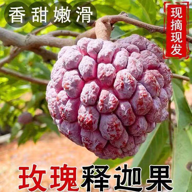 顺丰包邮海南玫瑰红释迦果新鲜水果包邮三斤装现摘现发香甜番荔枝