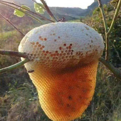 云南野生小挂蜜土蜂蜜纯正小草