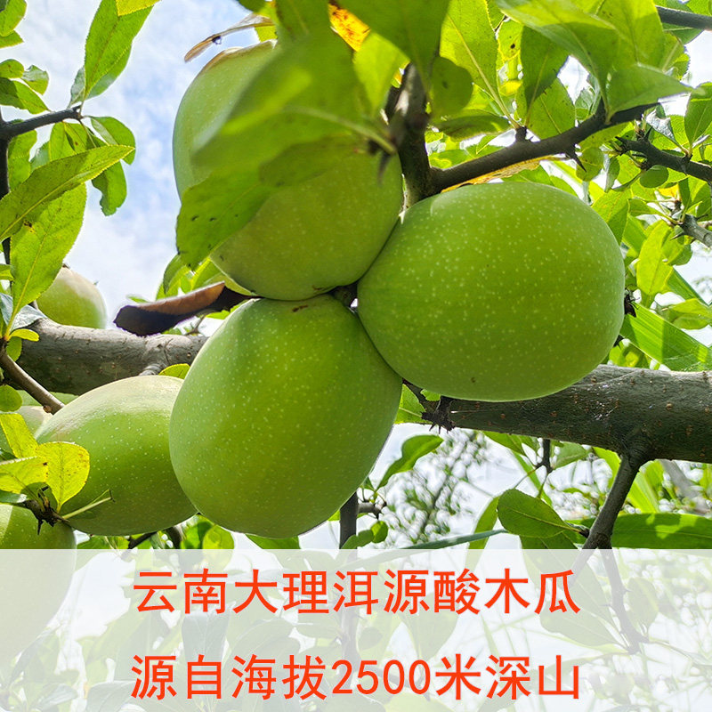 大理高原红酸木瓜新鲜采摘现摘现发做酵素泡酒老品种酸脆水果