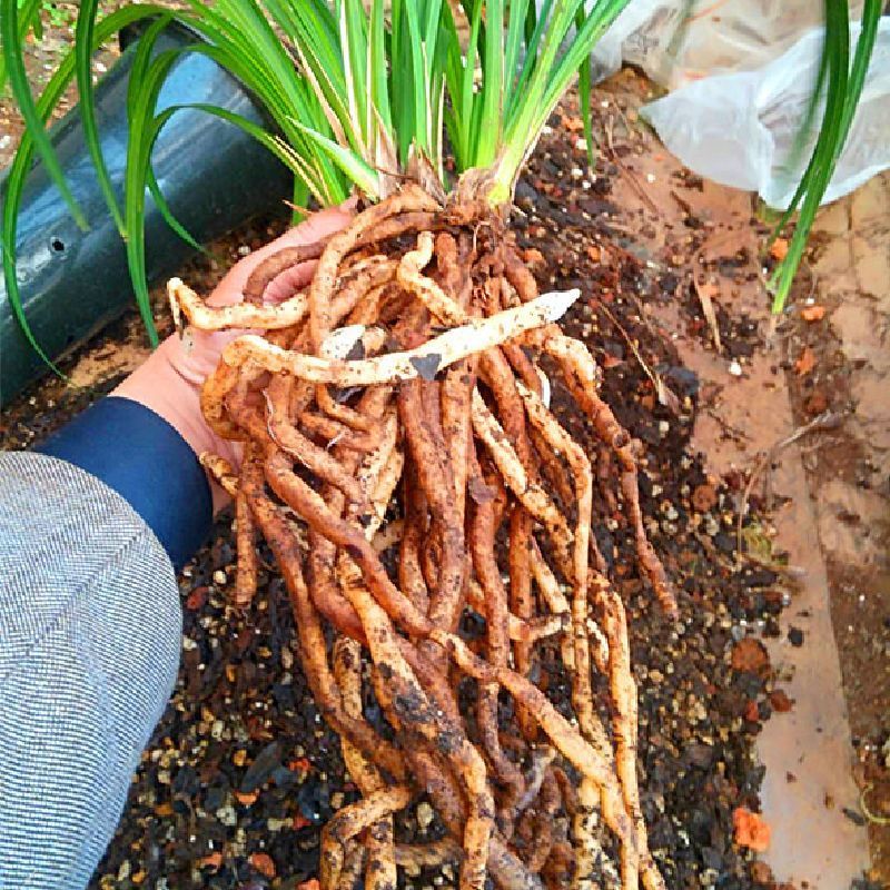 新品柳树皮腐熟兰花植料君子兰蝴蝶兰花生根土石斛多肉发酵1-3毫