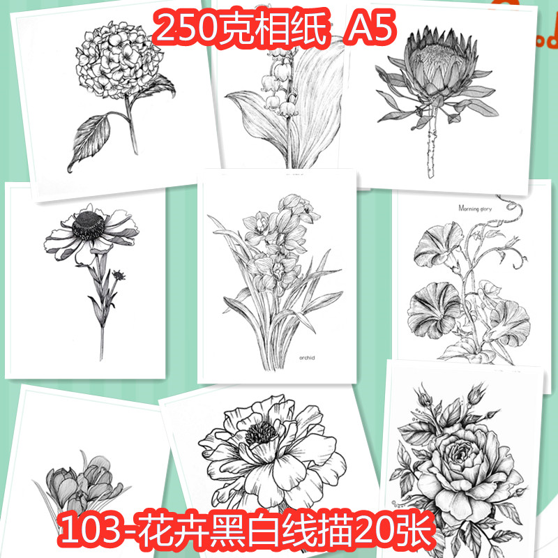 美术创意临摹卡片手绘范画花卉黑白线描图20张考级画室素材