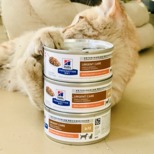 进口Hill's希尔斯AD处方猫罐头术后恢复幼孕猫狗补充营养湿粮156g