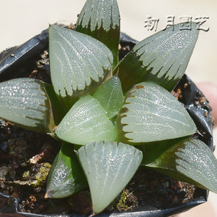 电路板克里克特寿 初月园艺 经典瓦苇十二卷 多肉植物 有一物一拍