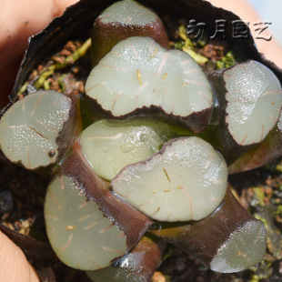 魔镜万象 初月园艺 经典十二卷铭品珍稀有瓦苇多肉植物