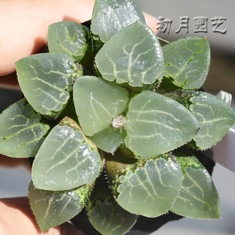 沁影寿 初月园艺 冰肌玻璃窗克里克特 十二卷多肉植物 有一物一拍