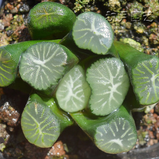 大白菊万象 初月园艺 小型种经典珍稀有多肉植物趣味阳台办公桌
