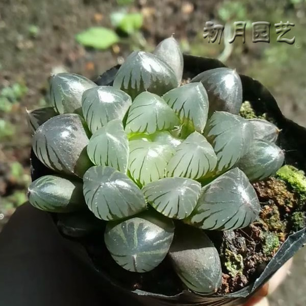 特选ob1冰灯玉露多肉类阳台庭院