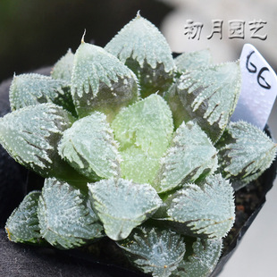 白帝城 初月园艺 瓦苇经典十二卷珍稀多肉植物玉露寿  有一物一拍