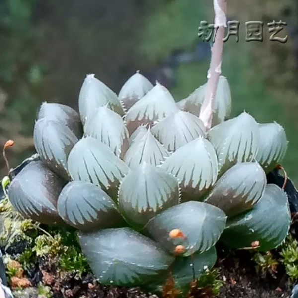 坚冰玉露 初月园艺 瓦苇十二卷多肉植物 办公室植物黑肌系列 鲜花速递/花卉仿真/绿植园艺 多肉植物 原图主图