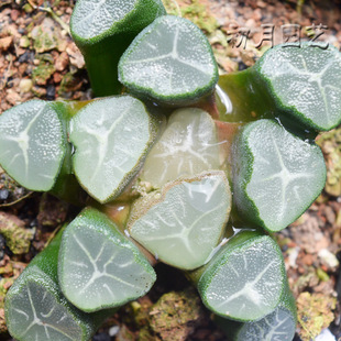 崛川万象 初月园艺 十二卷经典铭品珍稀多肉植物满包邮有一物一拍