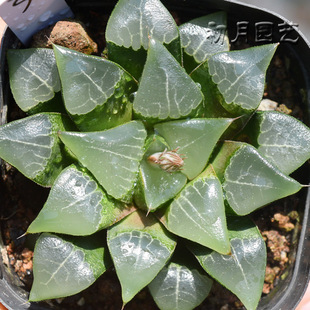 木叶克里克特寿 初月园艺 瓦苇十二卷 多肉植物 有一物一拍