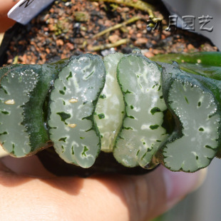 八丁玉扇 初月园艺 趣纹写乐系十二卷经典铭品珍稀有多肉植物
