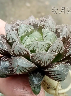 红岩玉露多肉植物十二卷