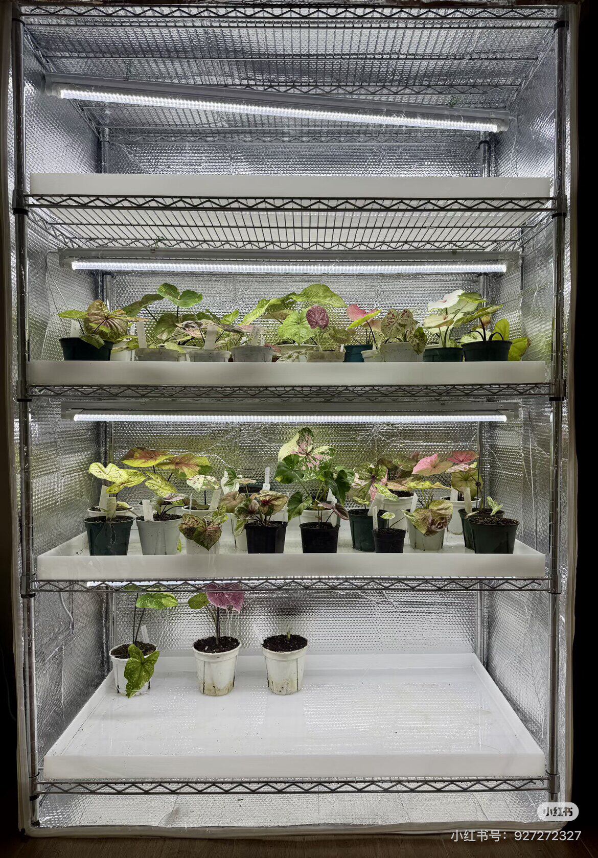 长100热带植物空气凤梨泰彩海芋彩叶保温保湿棚光反射膜定做