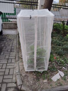 定制60目有机种植种菜养花防虫网防鸟网保护衣物防鸟羽乱飞保护罩
