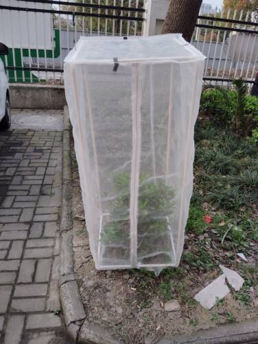 定制60目有机种植种菜养花防虫网防鸟网保护衣物防鸟羽乱飞保护罩