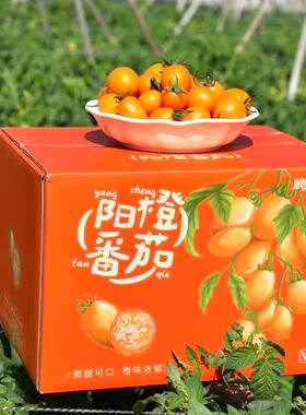 樱茄小P 阳橙番茄 阳光沙地电白小番茄4斤2斤装露天种橙色小柿子