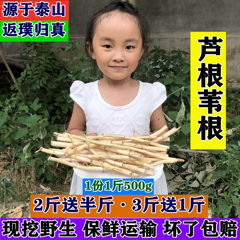 正宗野生新鲜芦根芦苇根芦茅根苇根芦头芦柴根中药材现挖500g包邮