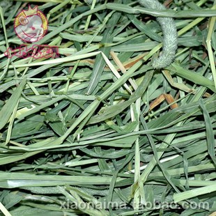 提摩西草试吃SPS1CUT2番3刀APD南提北提雪提晒制烤制干草提草 包邮