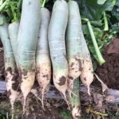 脆甜5斤装 包邮 稍微短点 常青萝卜小袋装 潍坊潍县萝卜5斤非沙窝