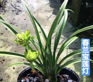 矮种春兰浓香春兰奇花宝莲灯好养兰花