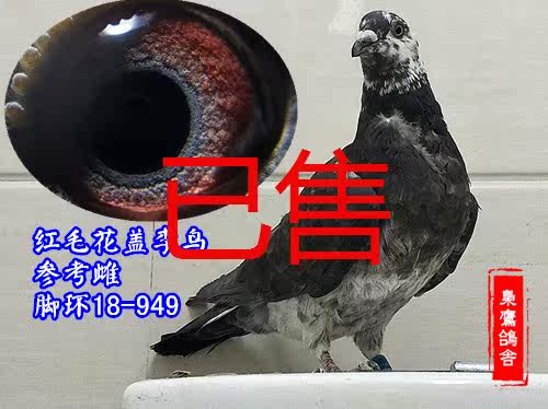 李鳥信鴿吳淞 李鳥吳淞鴿楊阿騰 李鳥國血在類目 寵物/寵物食品及用品, 鳥類及用品, 鳥中 - 來自Buy2taobao.com提供專業的淘寶代購服務