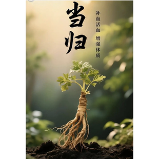 丹鼎虚 中国当归根纯精油补血活血血虚补女子诸不足为调经良yao