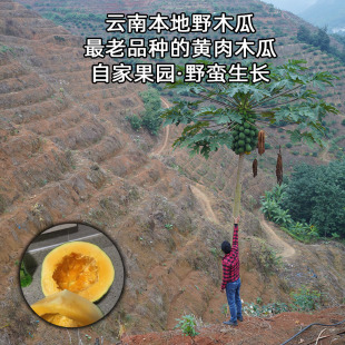 云南黄心木瓜野生木瓜山地原生态种植树上熟现采现摘原产地直发