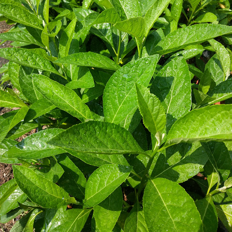 南非叶中草药苗盆栽将军叶正宗扁桃斑鸠菊植物花盆