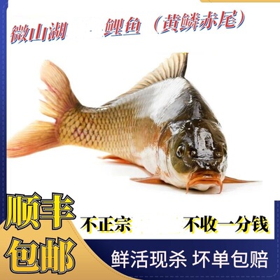微山湖鲤鱼鲜活四鼻活鱼