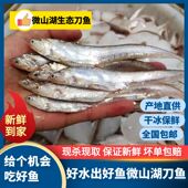 微山湖淡水生态鲜刀鱼凤尾鱼毛刀鱼酒店饭店无盐油炸油煎清蒸