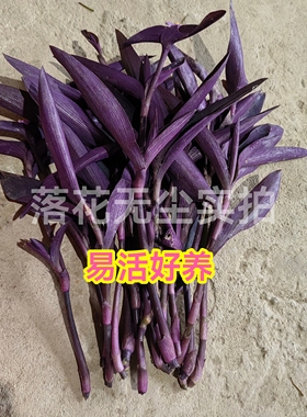 紫竹梅扦插苗枝条紫罗兰鸭跖草盆栽地栽室内外紫色植物新手养不死