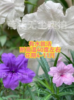 紫色粉色白色翠芦莉花苗多年生耐高温土培水培半土半水盆栽地栽