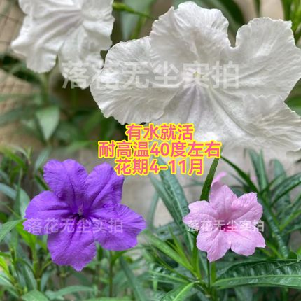 高杆粉色紫色白色翠芦莉花多年生耐高温土培水培半土半水盆栽地栽