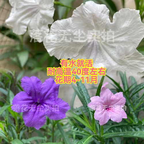 高杆翠芦莉盆栽地栽水养粉白紫花